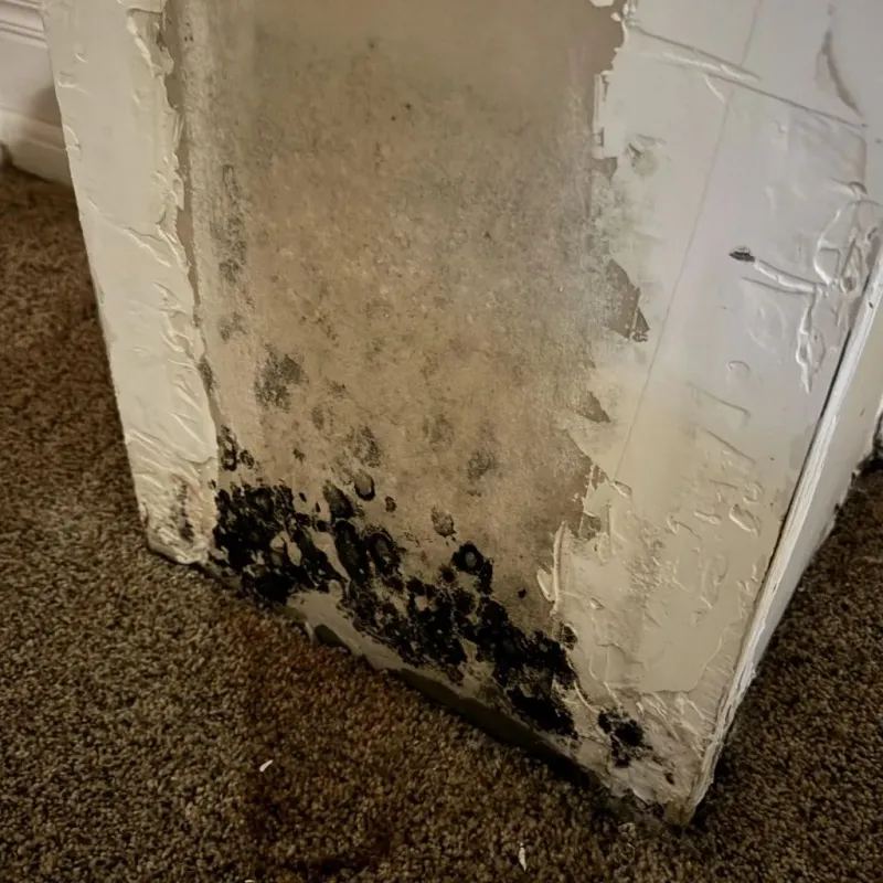 Professional Mold Removal in Tazewell, VA